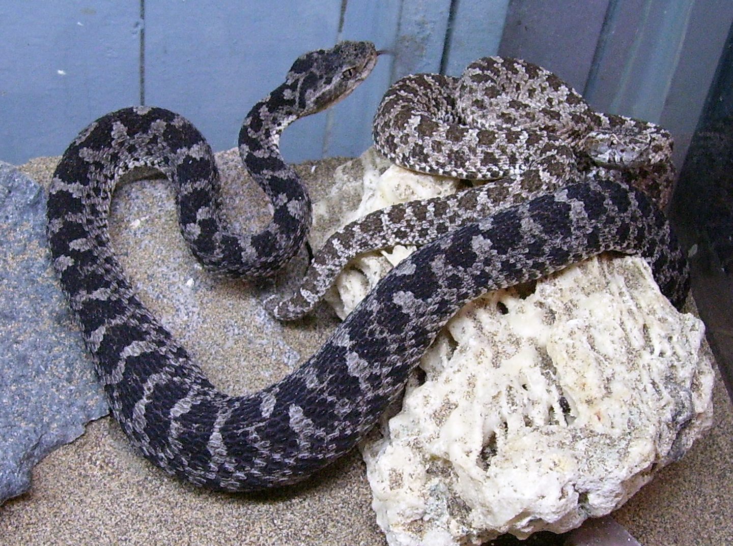 B pictus.jpg [393 Kb]